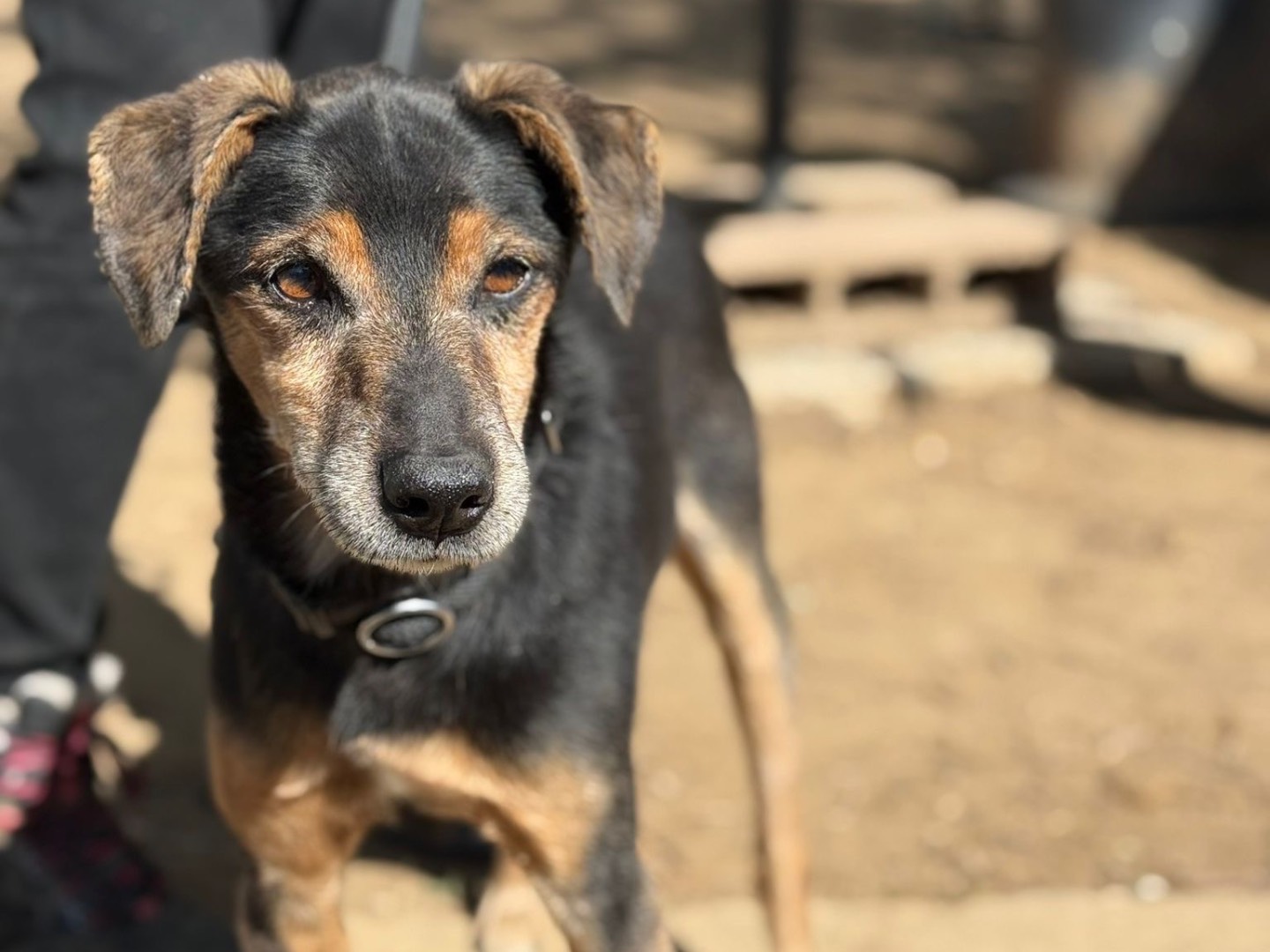 Vuoi adottare un cane a Milano?