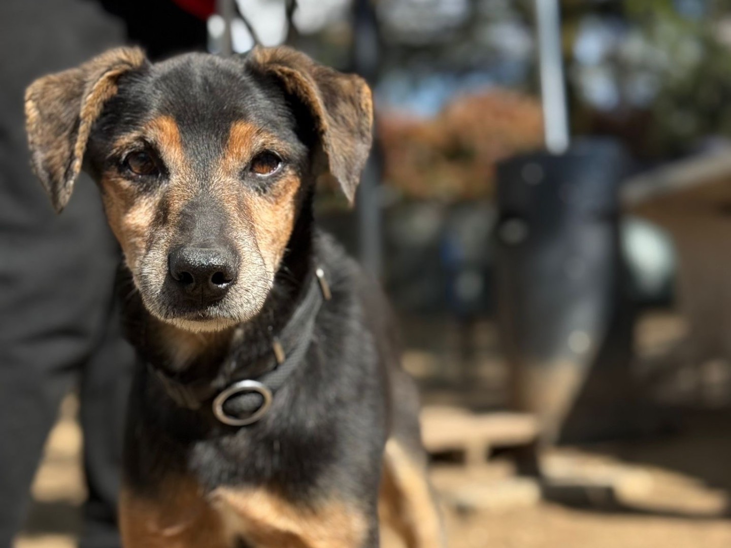 Adotta il cane Roger  a Milano