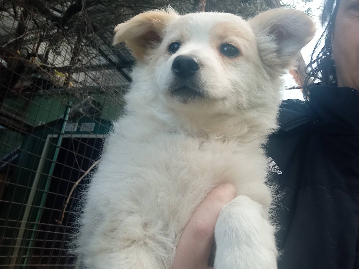 Adozione cane, femmina, Razza sconosciuta Razza sconosciuta, 3 mesi, taglia media contenuta, Catanzaro