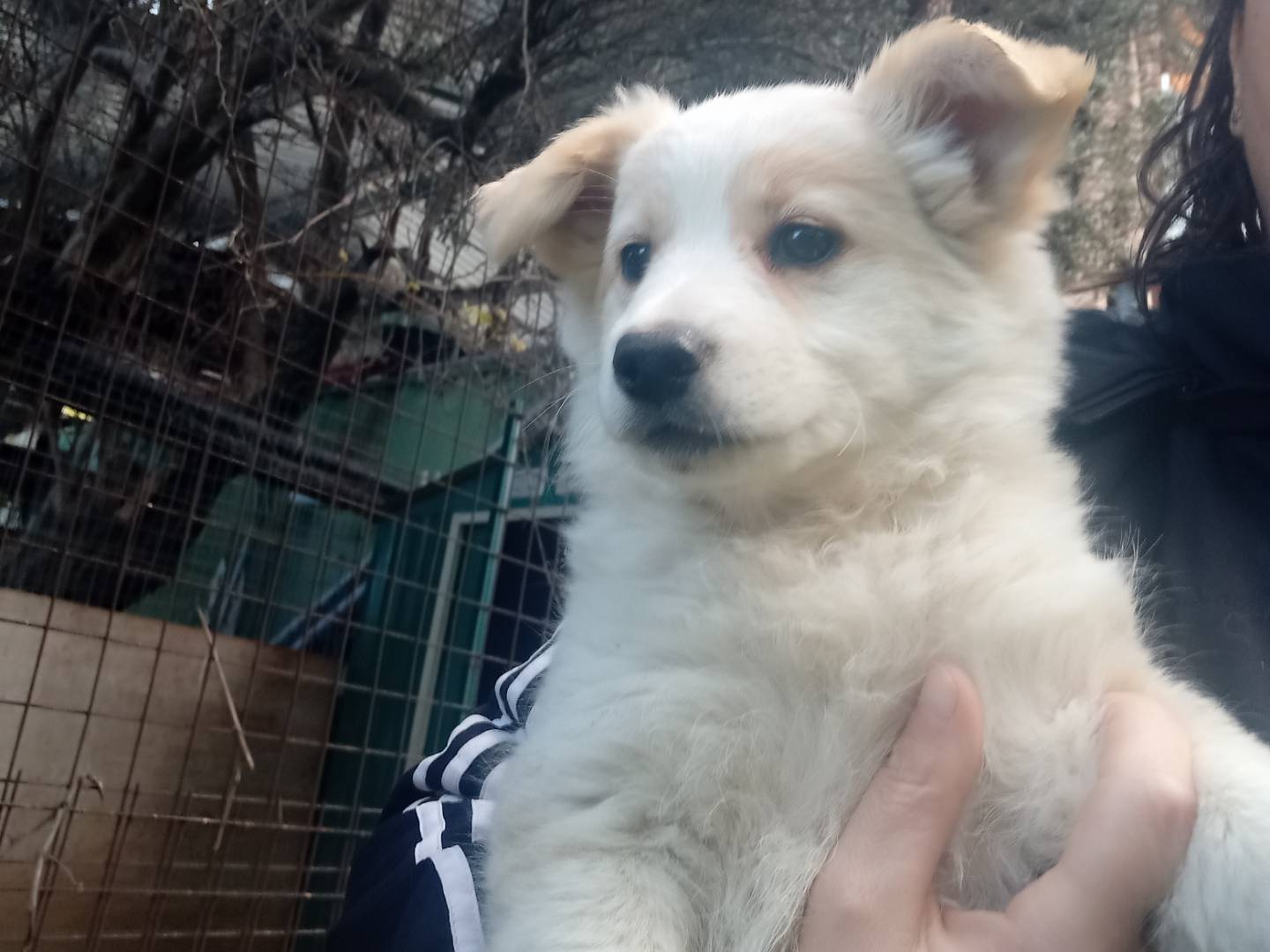 Adotta un cane, femmina, 3 mesi, Catanzaro