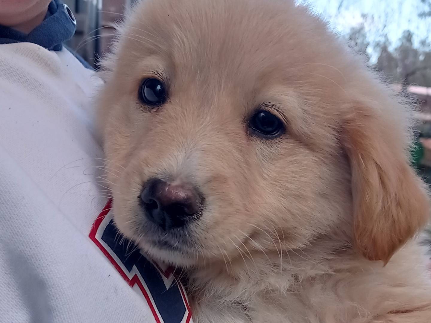 Adozione cane, maschio, Razza sconosciuta Razza sconosciuta, 3 mesi, taglia media contenuta, Catanzaro