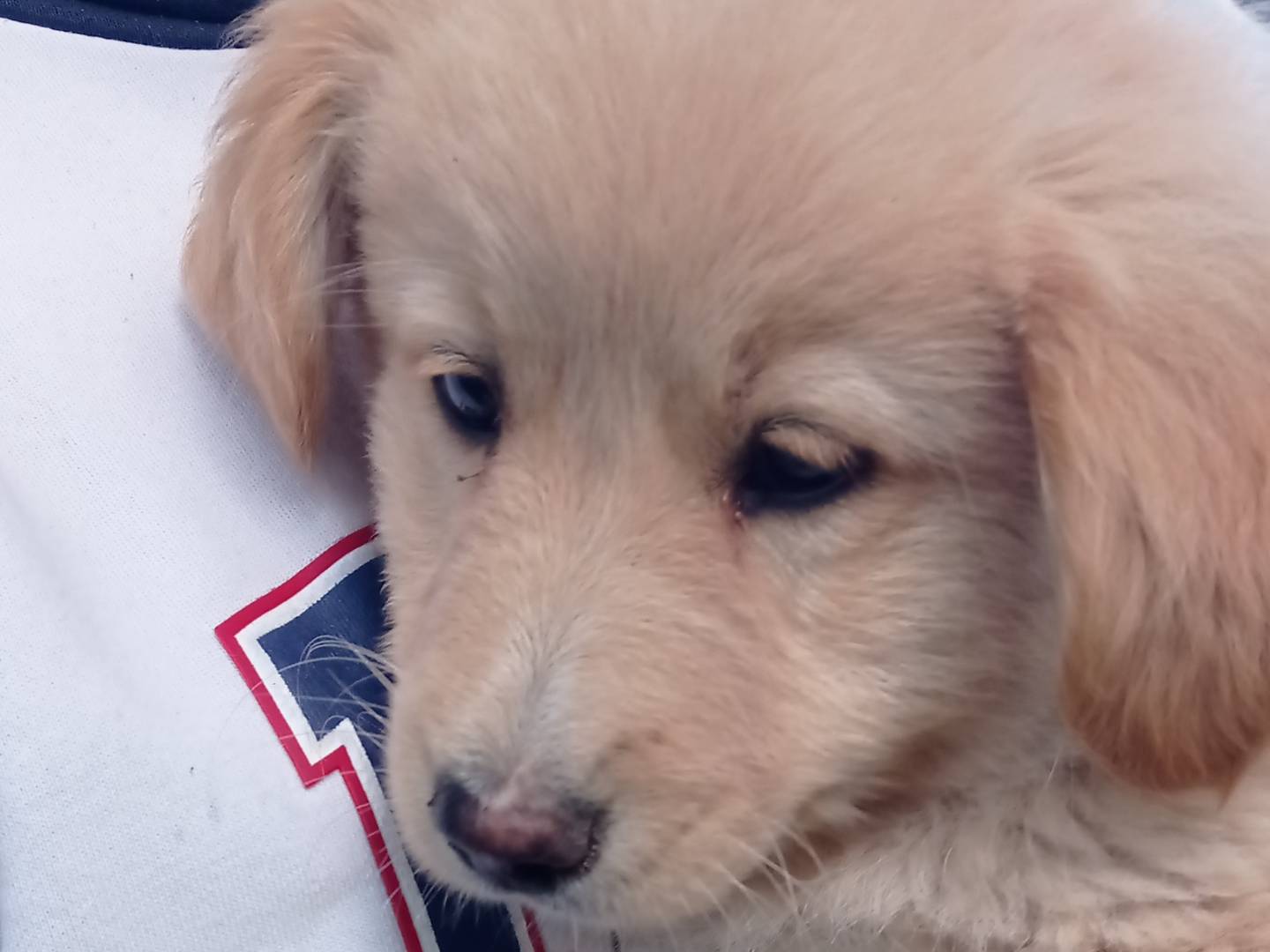 Adotta un cane, maschio, 3 mesi, Catanzaro