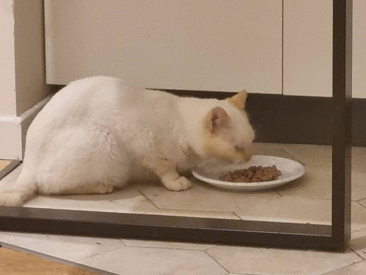 Adozione gatto, maschio, Razza sconosciuta Razza sconosciuta, 3 anni e 10 mesi, taglia non valida, Trapani