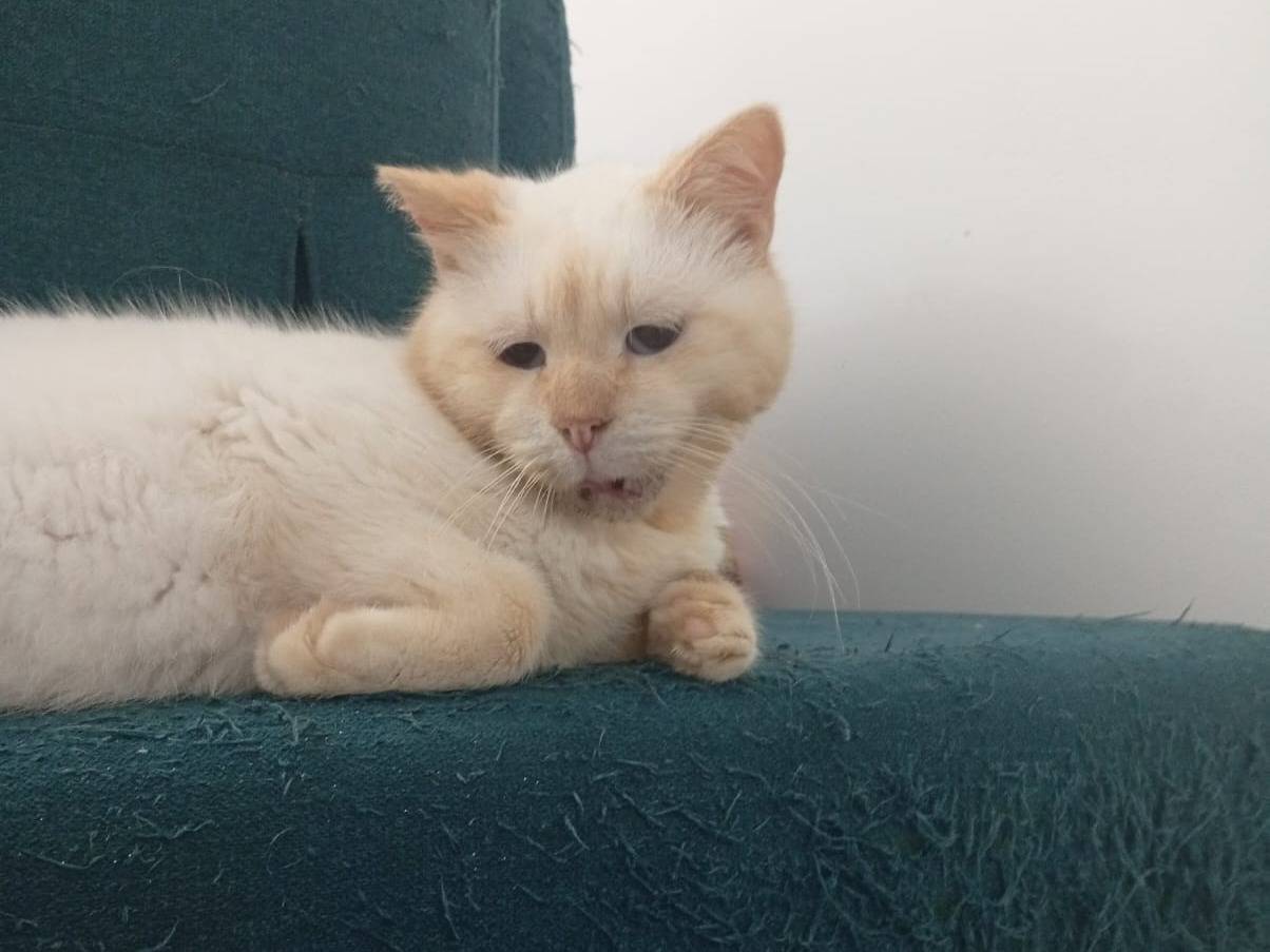 Adotta un gatto, maschio, 3 anni e 10 mesi, Trapani