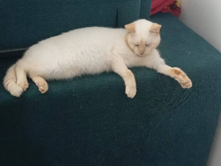 Adotta un gatto, taglia non valida, maschio, Trapani