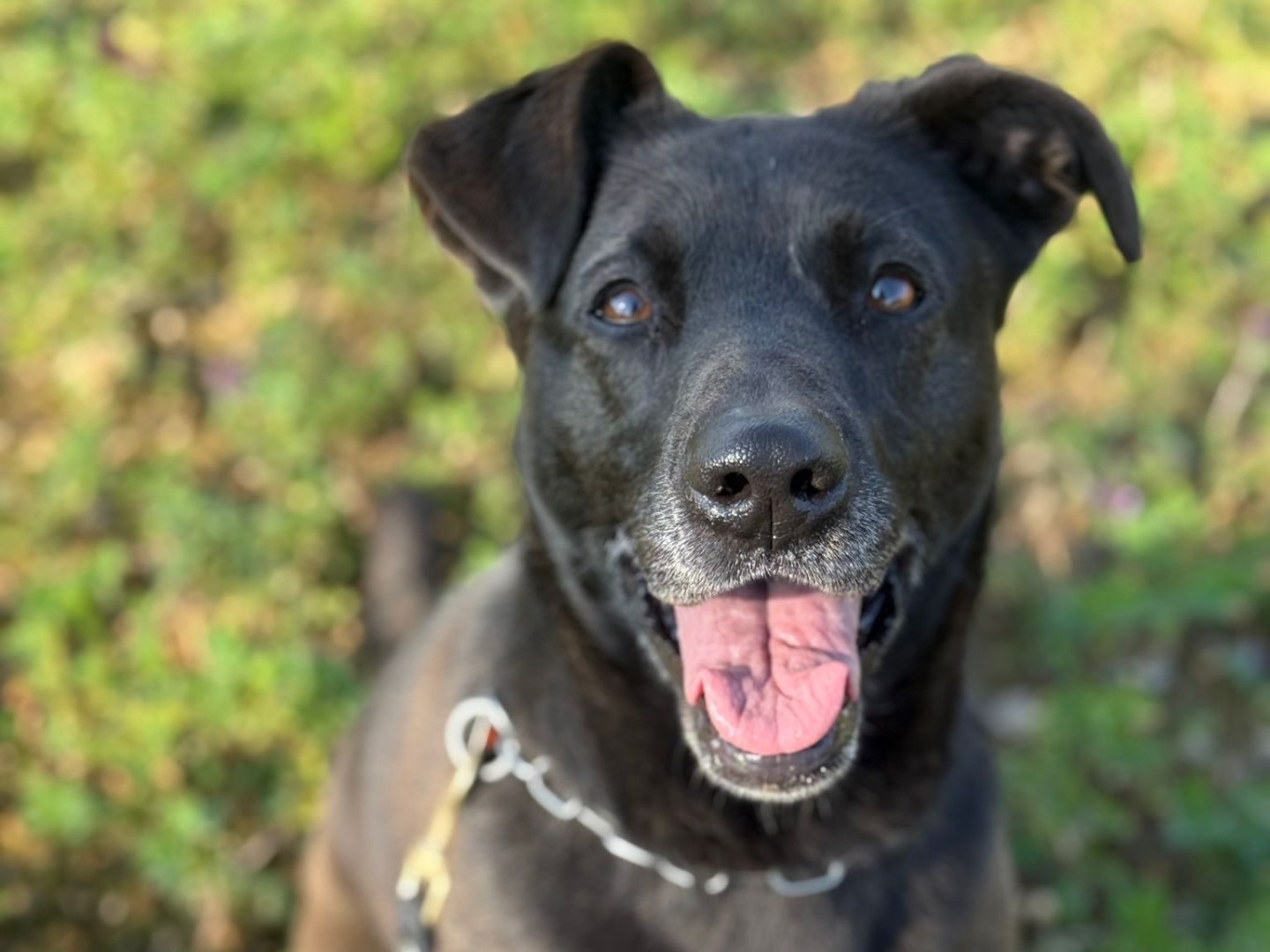 Vuoi adottare un cane a Milano?