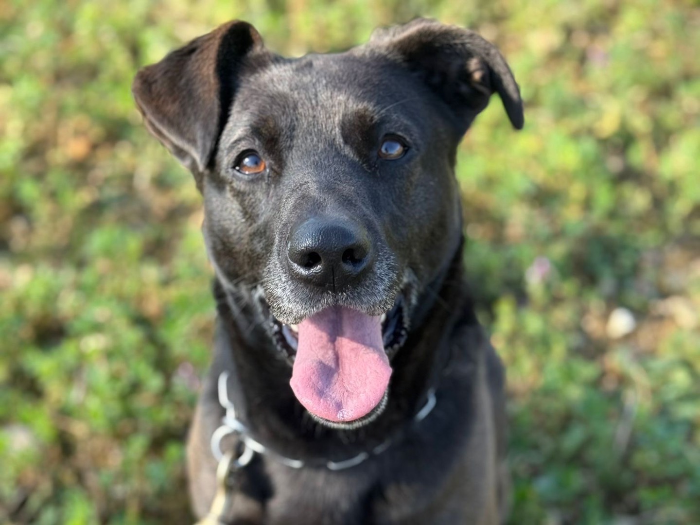 Adotta il cane Wendy  a Milano