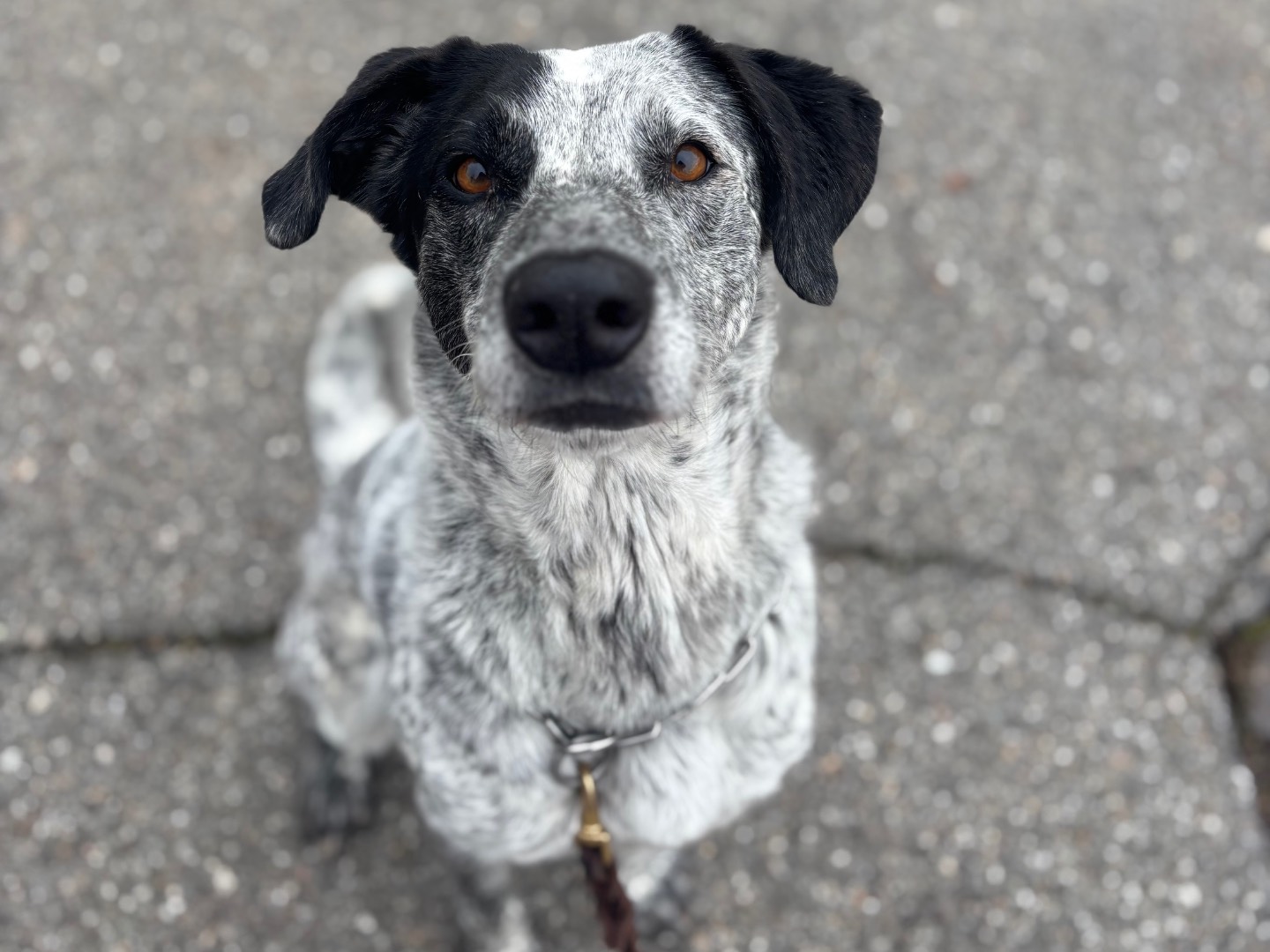Adotta il cane Jole a Milano