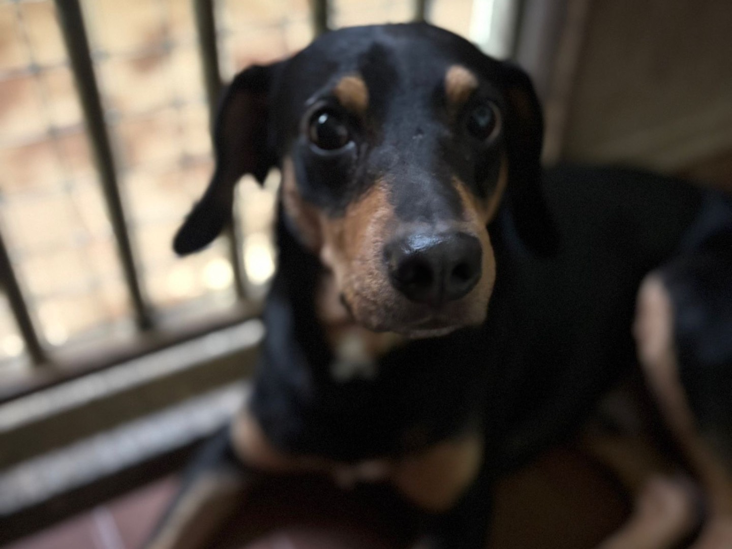 Vuoi adottare un cane a Milano?