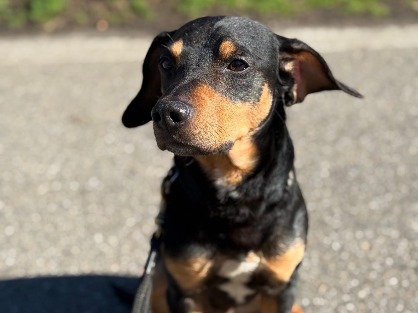 Adotta il cane Piri  a Milano