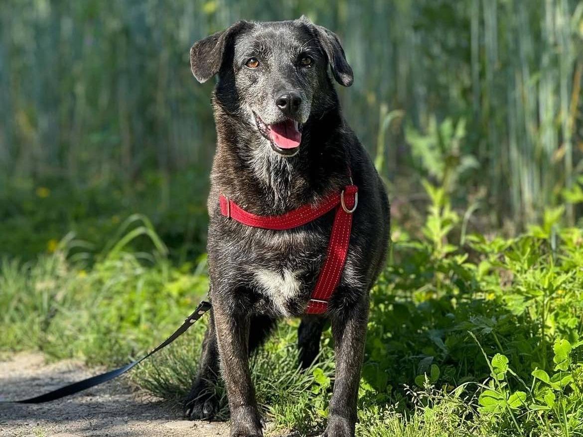 Adozione cane, femmina, Razza sconosciuta Razza sconosciuta, 9 anni e 3 mesi, taglia media contenuta, Bergamo