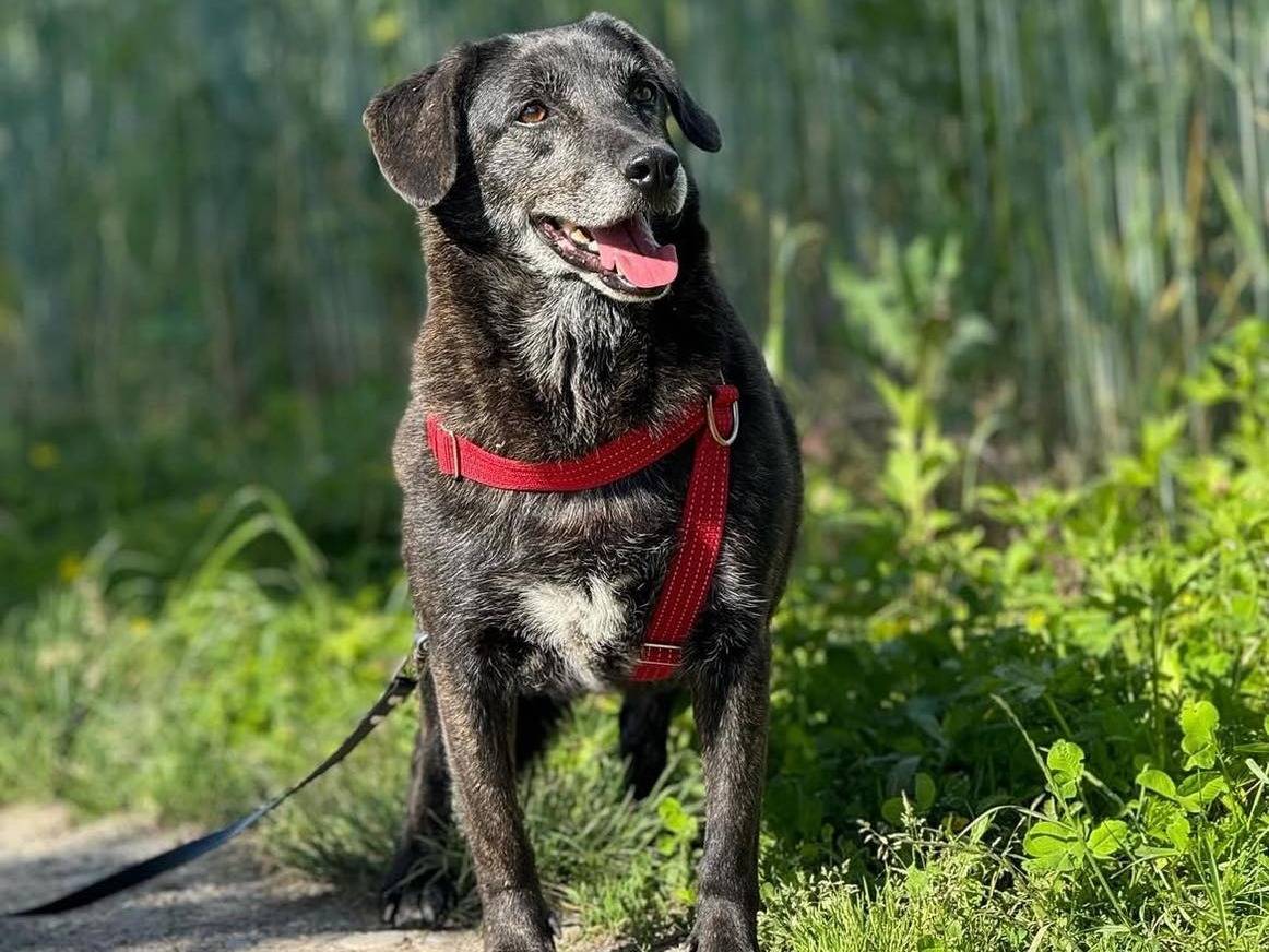 Adotta un cane, femmina, 9 anni e 3 mesi, Bergamo