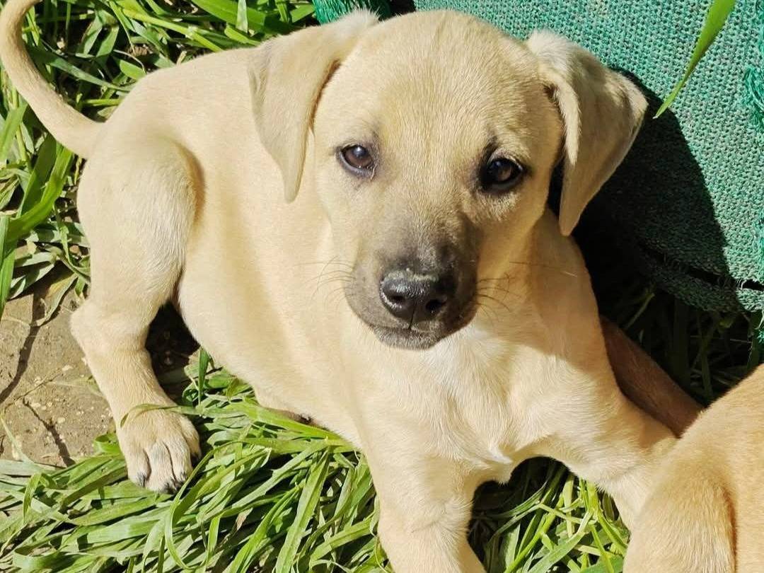 Adozione cane, femmina, Razza sconosciuta Razza sconosciuta, 2 mesi, taglia media contenuta, Trapani
