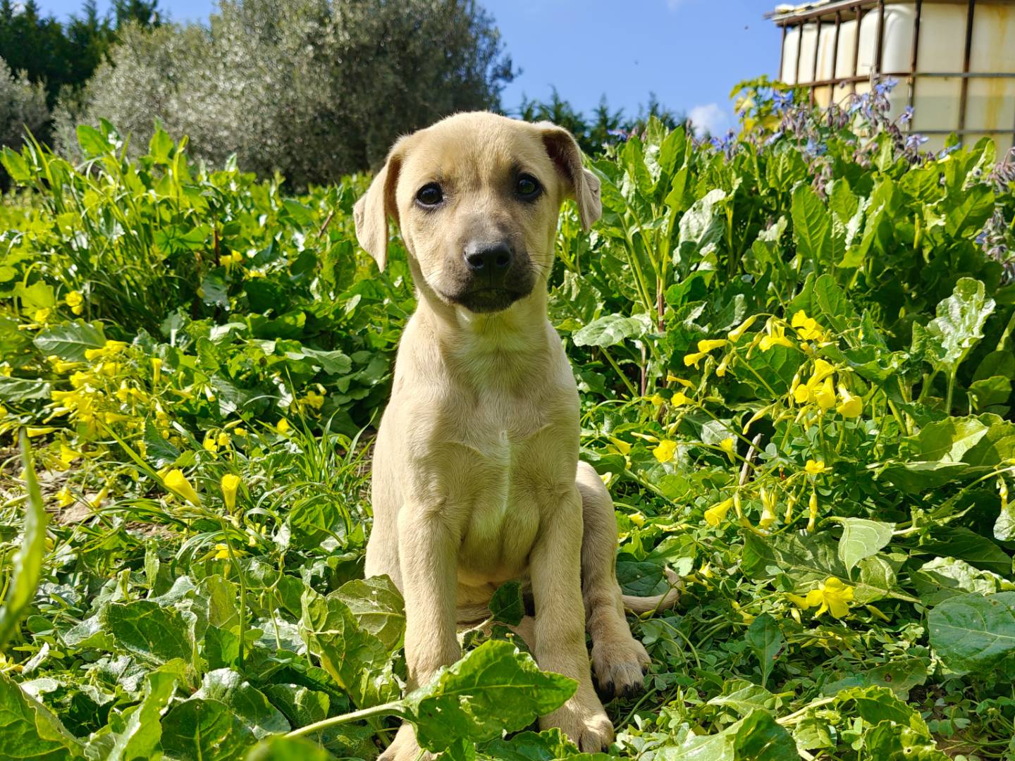 Adotta un cane, femmina, 2 mesi, Trapani