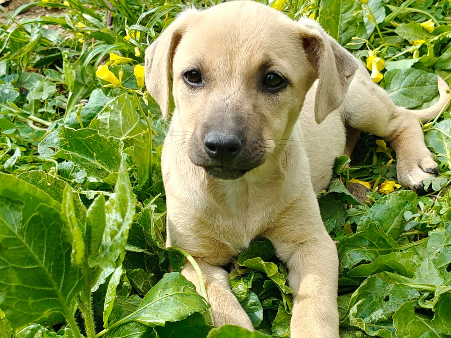 Adotta un cane, taglia media contenuta, femmina, Trapani