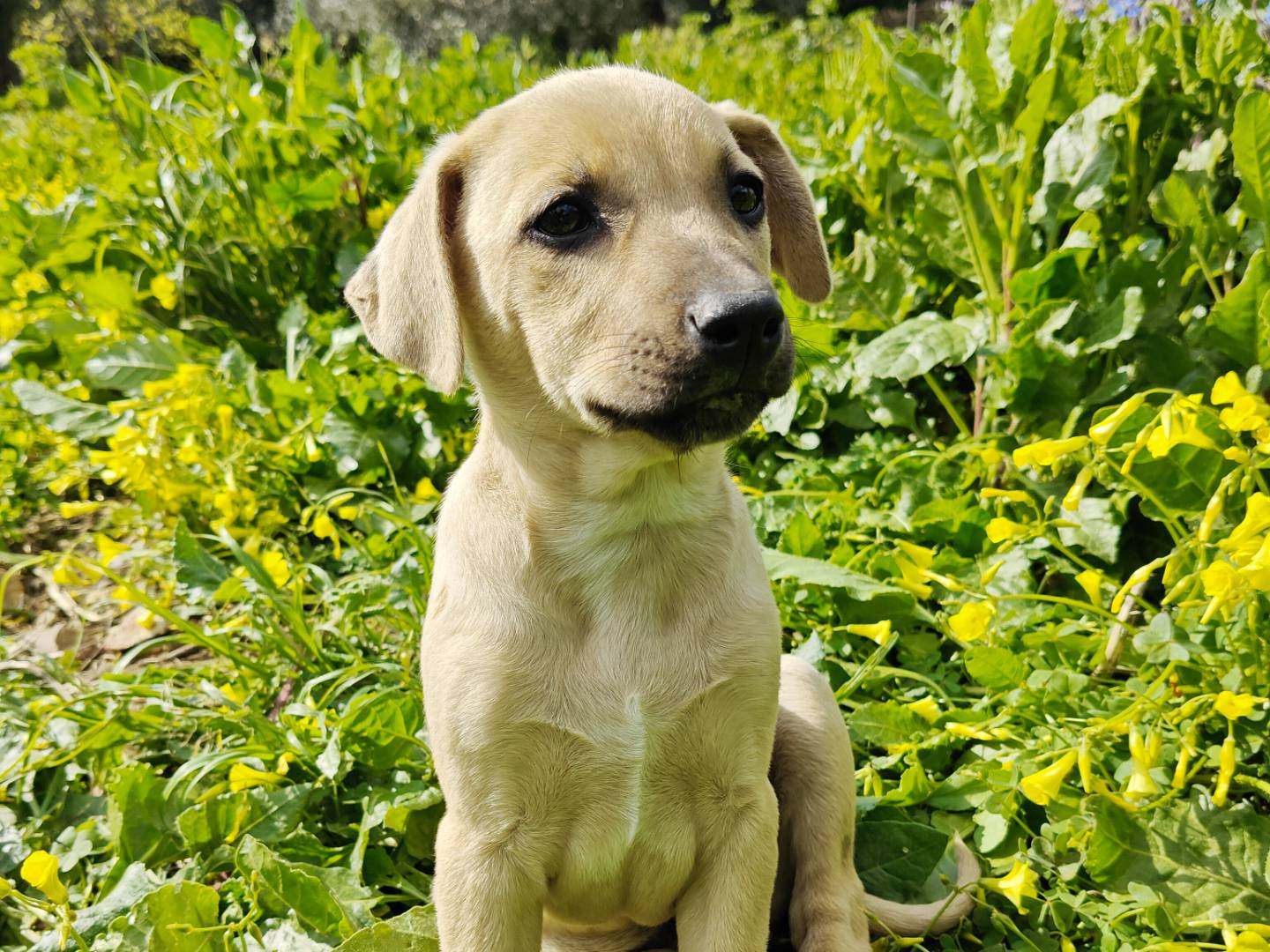 Vuoi adottare un cane a Trapani?