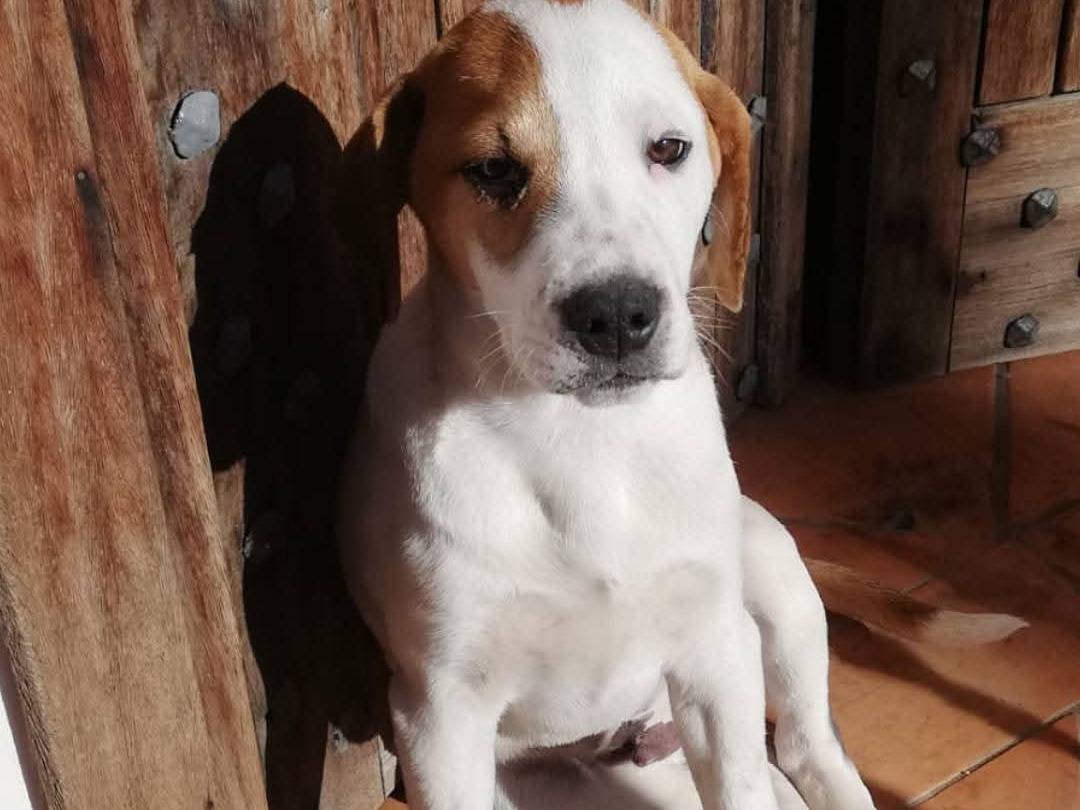 Adozione cane, maschio, Razza sconosciuta Razza sconosciuta, 3 mesi, taglia media contenuta, Napoli