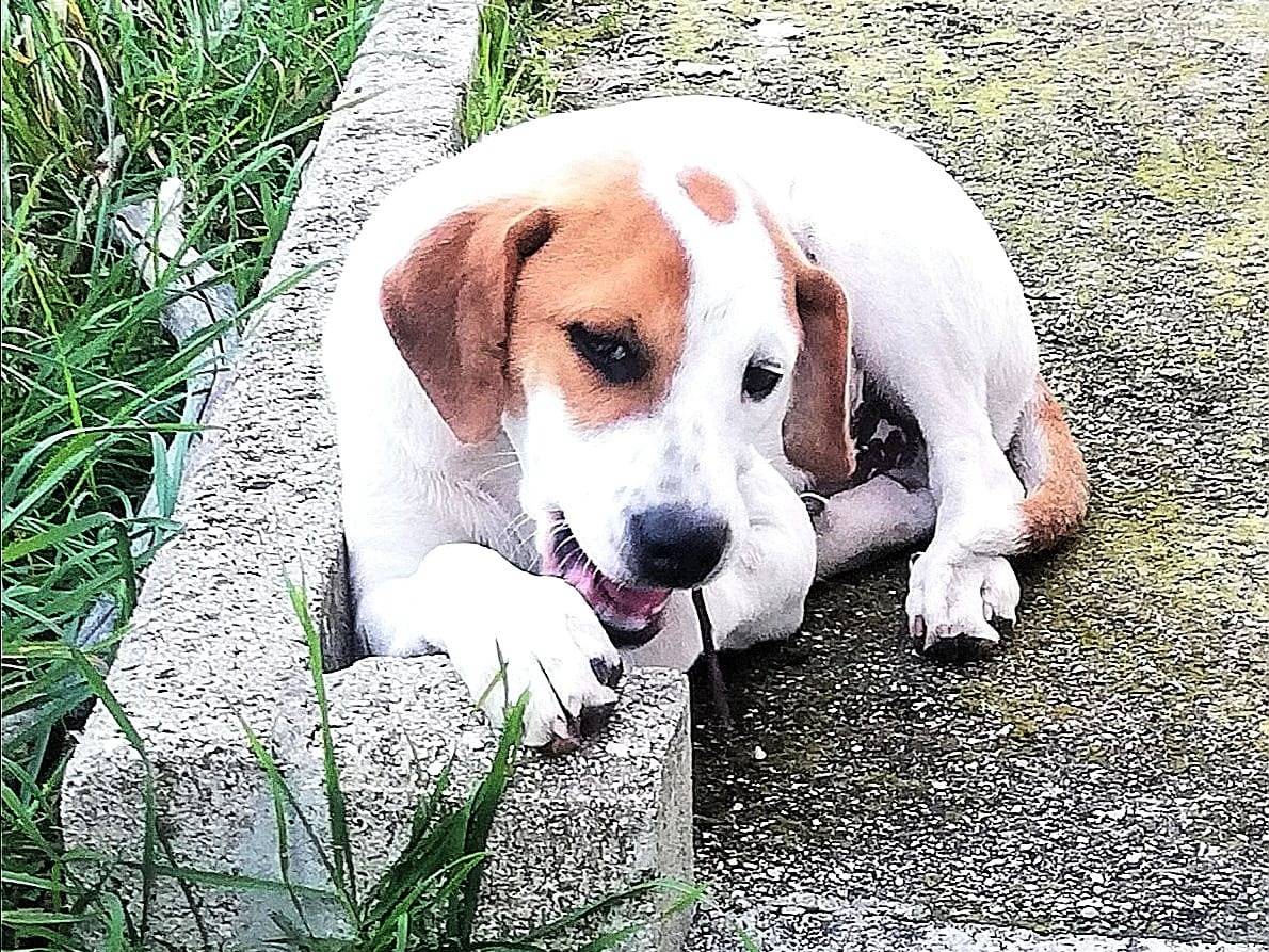 Adotta un cane, maschio, 3 mesi, Napoli