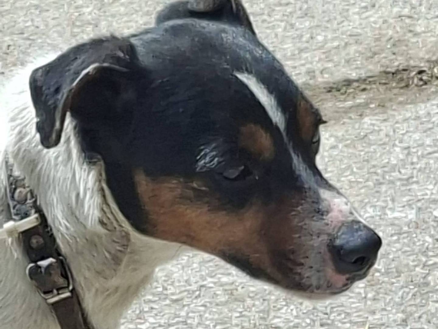 Adozione cane, maschio, Jack Russell Terrier Razza sconosciuta, 1 anno e 1 mese, taglia piccola, Napoli