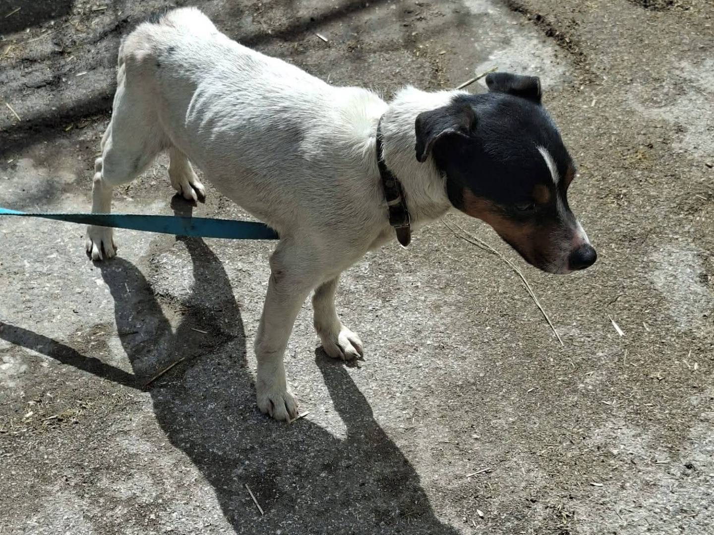 Adotta un cane, maschio, 1 anno e 1 mese, Napoli