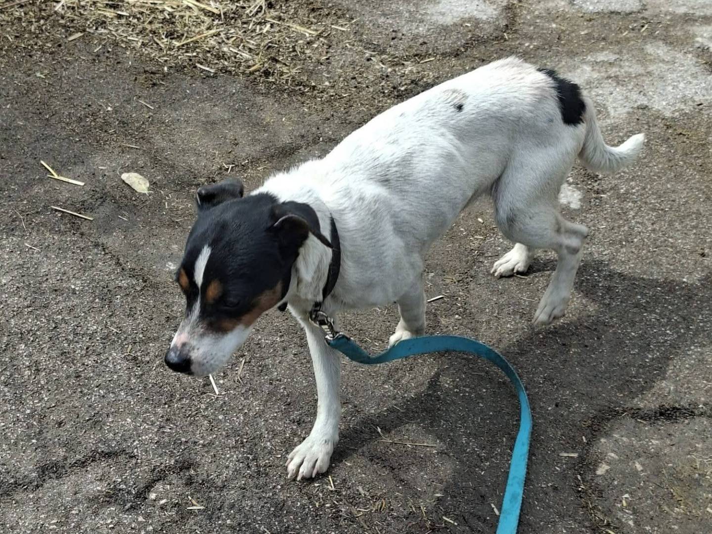 Adotta un cane, taglia piccola, maschio, Napoli