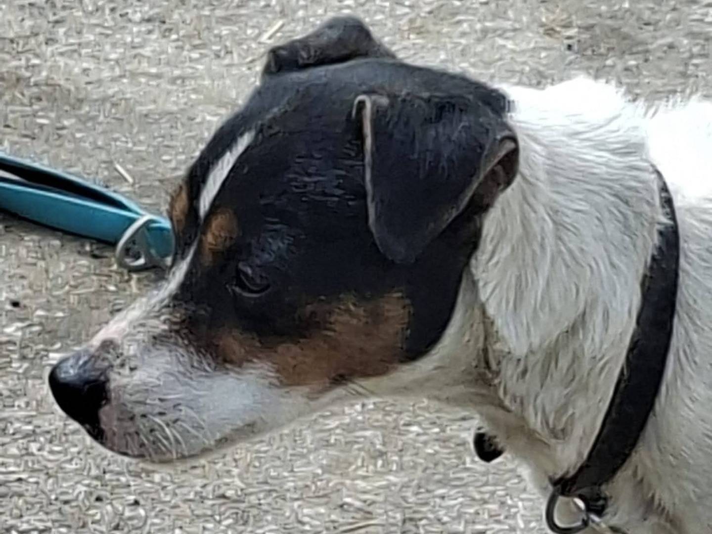 Vuoi adottare un cane a Napoli?