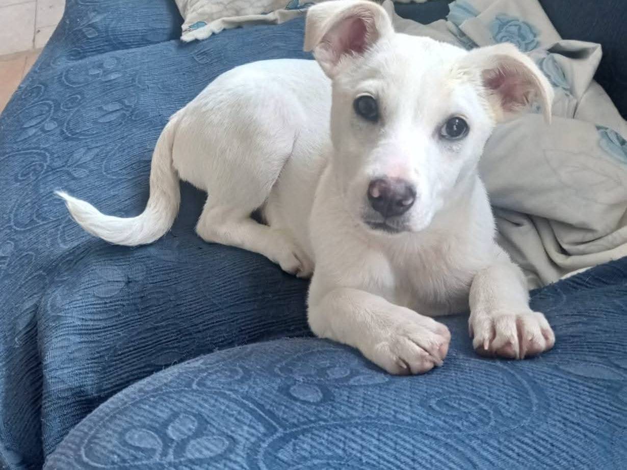 Adozione cane, femmina, Razza sconosciuta Razza sconosciuta, 3 mesi, taglia media contenuta, Napoli