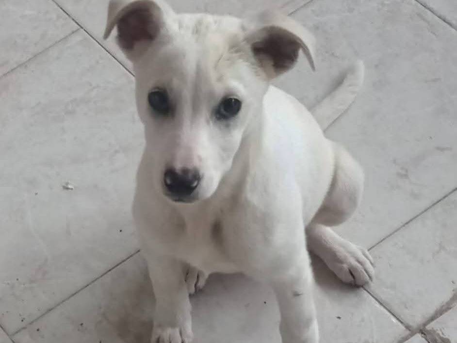 Adotta un cane, femmina, 3 mesi, Napoli