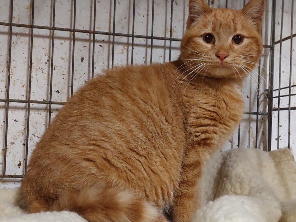 Adozione gatto, maschio, Razza sconosciuta Razza sconosciuta, 7 mesi, taglia non valida, Trento