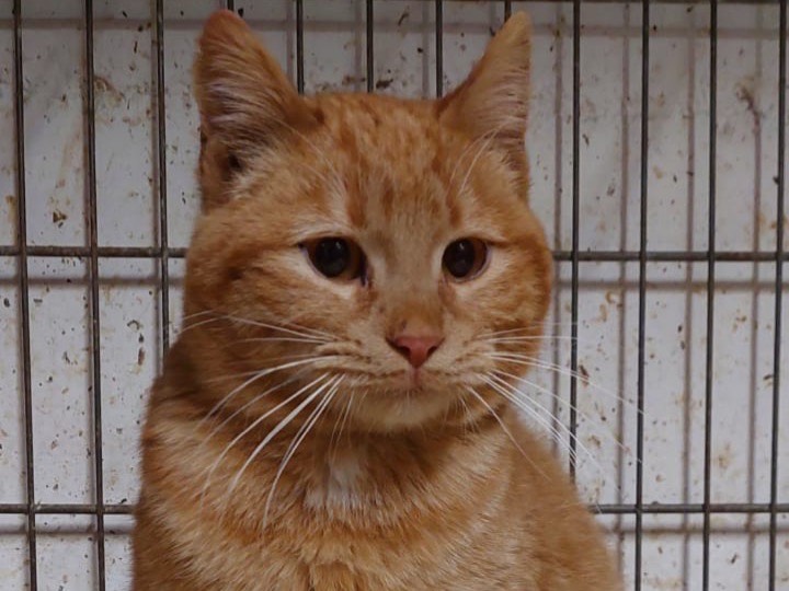 Adotta un gatto, maschio, 7 mesi, Trento