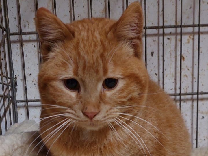 Vuoi adottare un gatto a Trento?