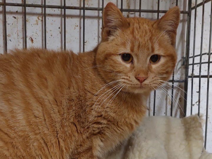 Adotta il gatto Benji a Trento