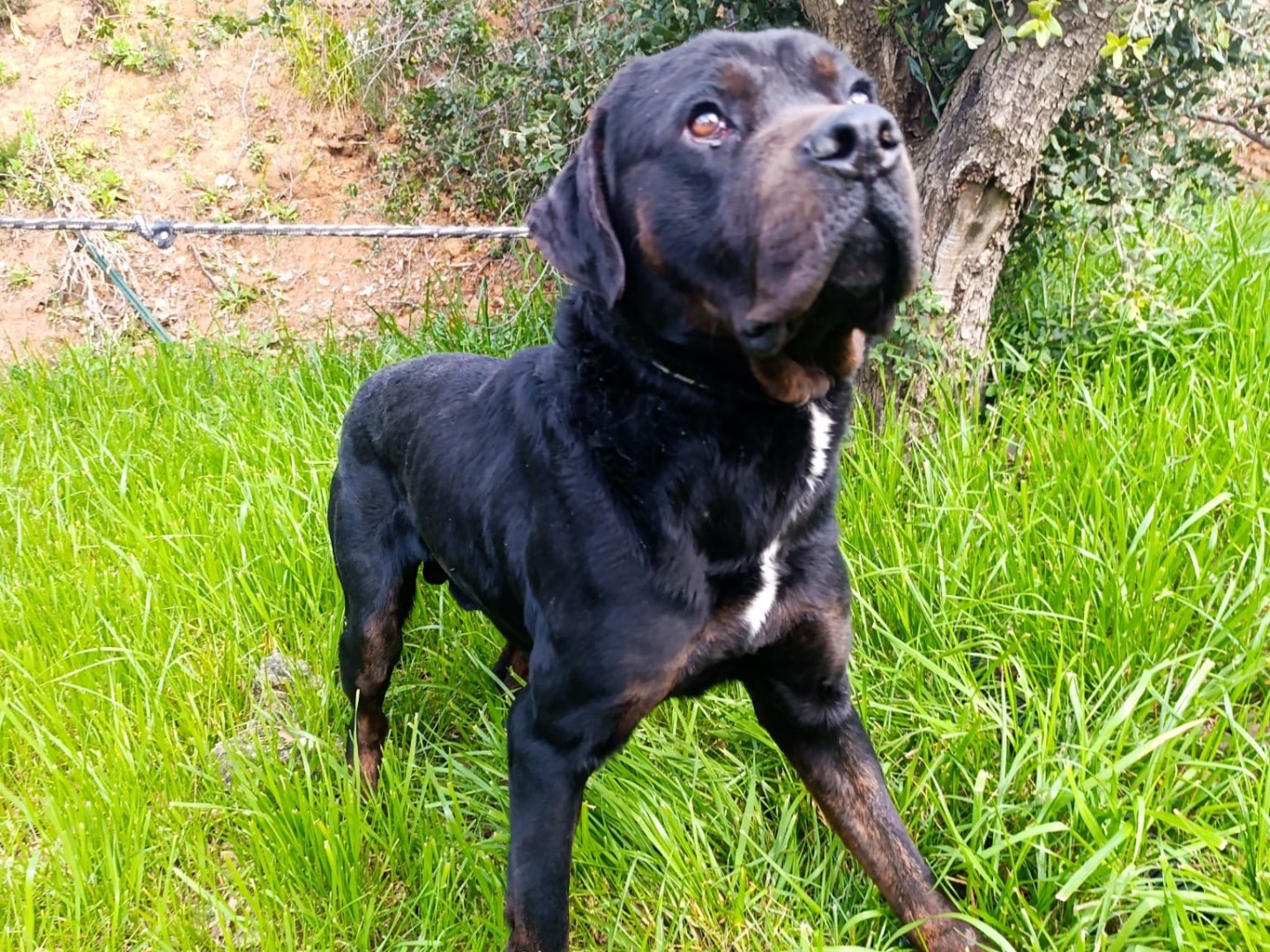 Vuoi adottare un cane a Treviso?