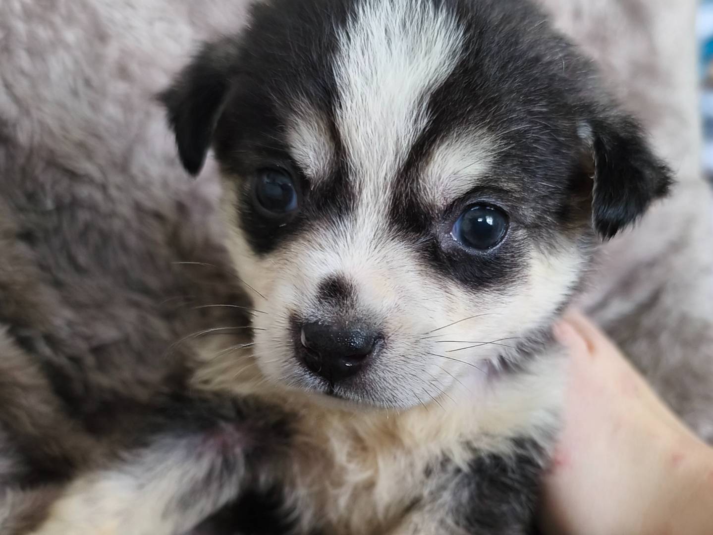 Adozione cane, maschio, Razza sconosciuta Razza sconosciuta, 1 mesi, taglia media, Messina
