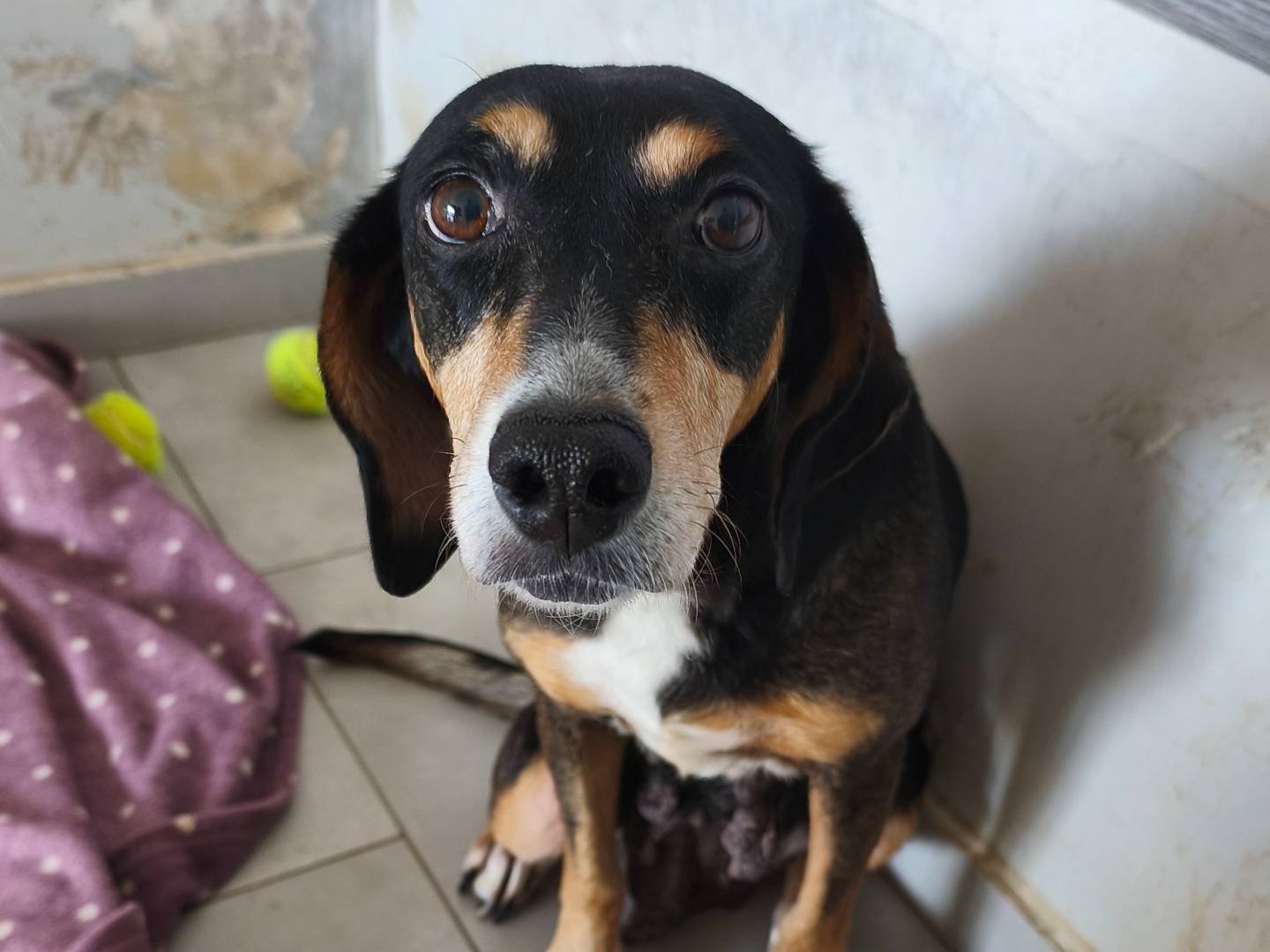 Adozione cane, femmina, Segugio Razza sconosciuta, 9 anni e 1 mese, taglia media, Messina