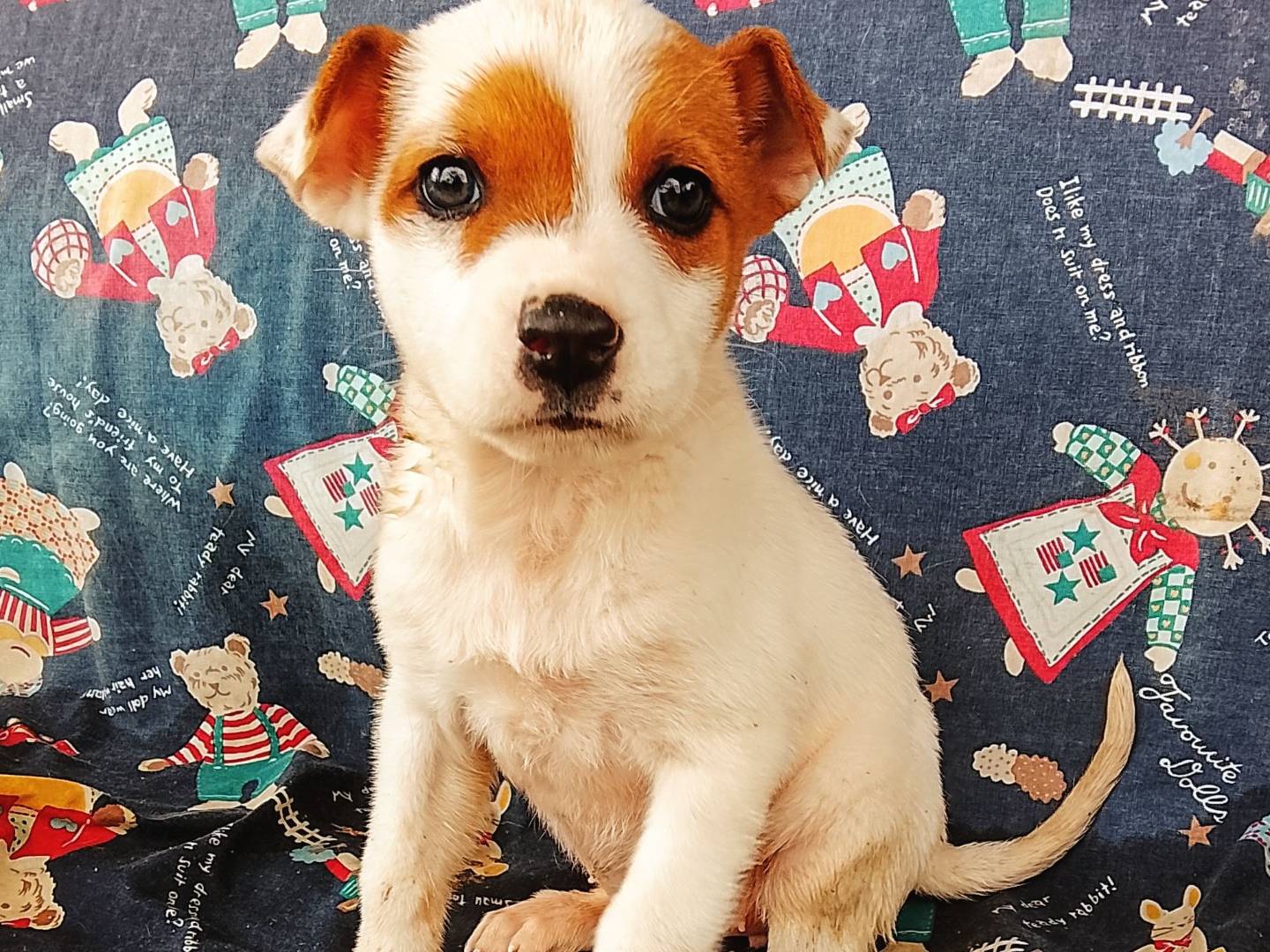 Adozione cane, femmina, Razza sconosciuta Razza sconosciuta, 2 mesi, taglia media, Siracusa