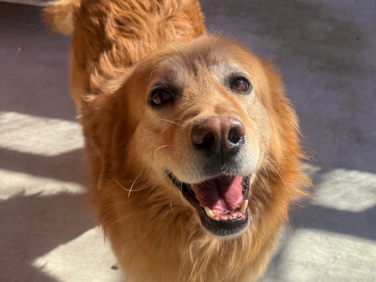 Adotta un cane, taglia grande, maschio, Milano