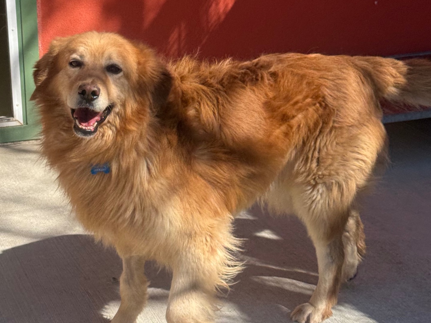 Vuoi adottare un cane a Milano?