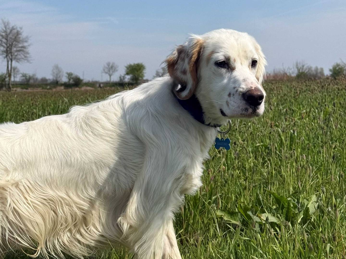 Adozione cane, maschio, Setter Inglese Razza sconosciuta, 3 anni, taglia media, Milano