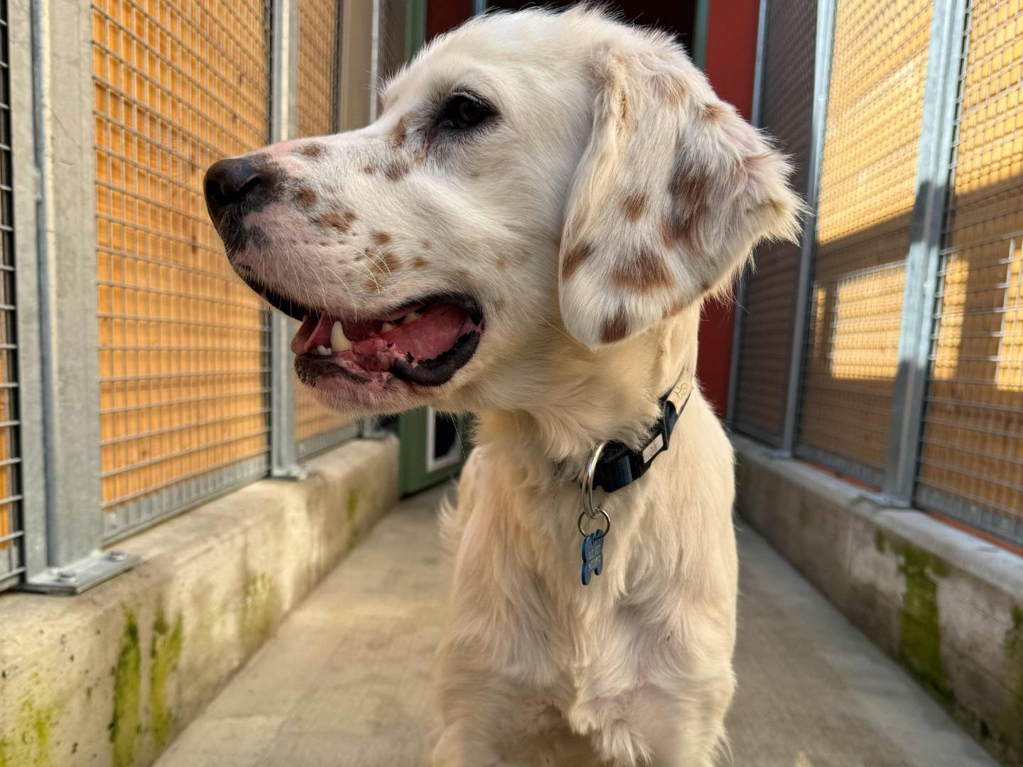 Adotta un cane, taglia media, maschio, Milano