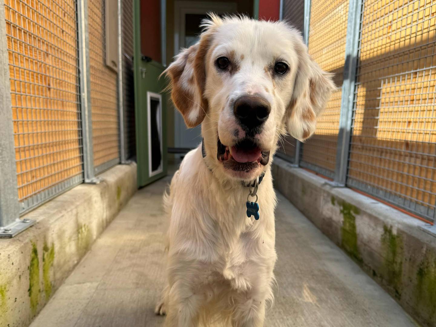 Vuoi adottare un cane a Milano?