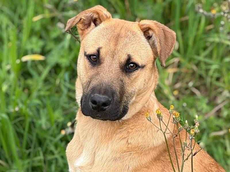 Adozione cane, femmina, Razza sconosciuta Razza sconosciuta, 5 mesi, taglia media, Vibo