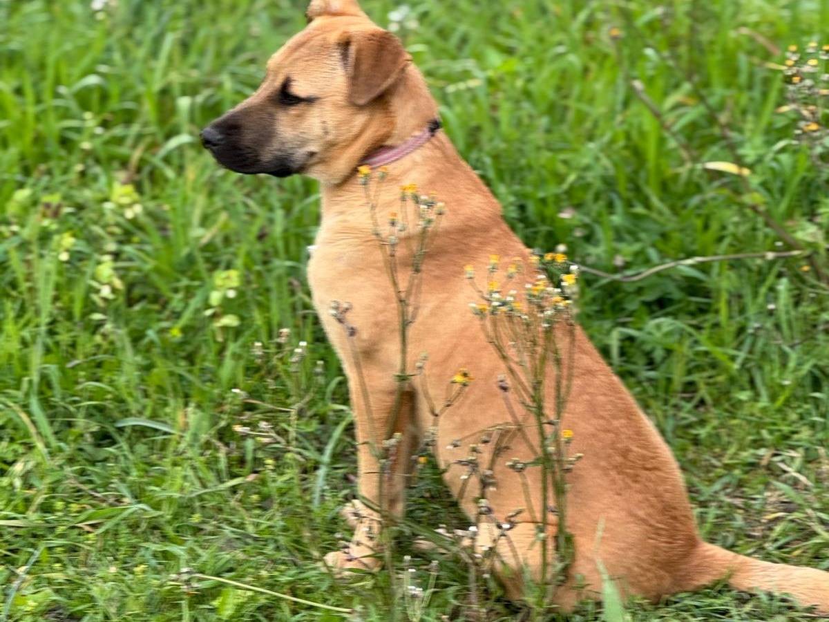 Adotta un cane, femmina, 5 mesi, Vibo