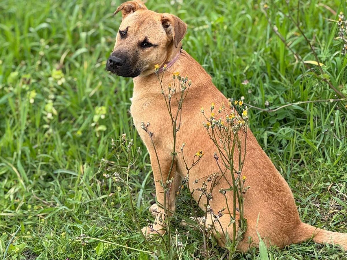 Adotta un cane, taglia media, femmina, Vibo