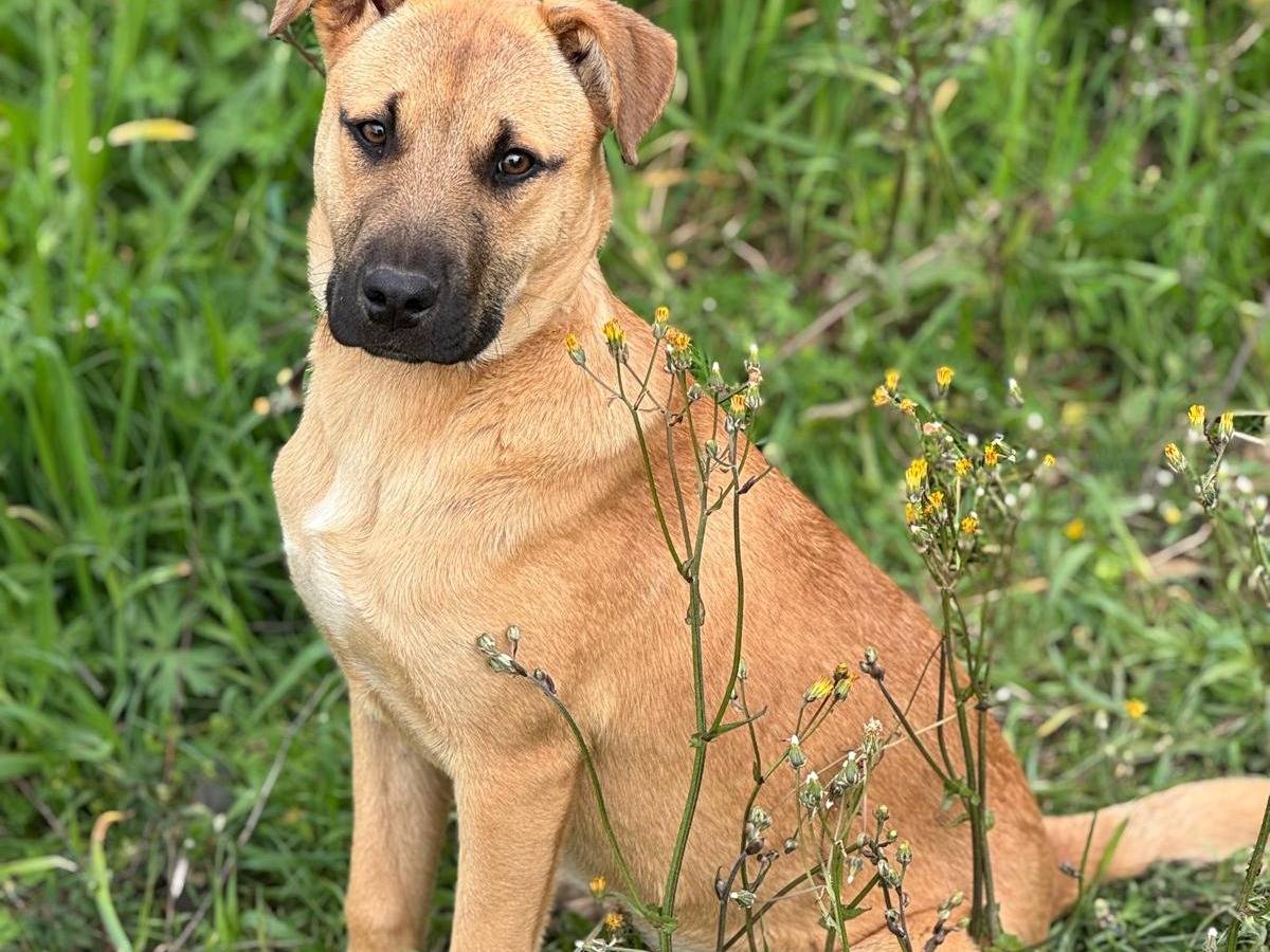 Vuoi adottare un cane a Vibo?