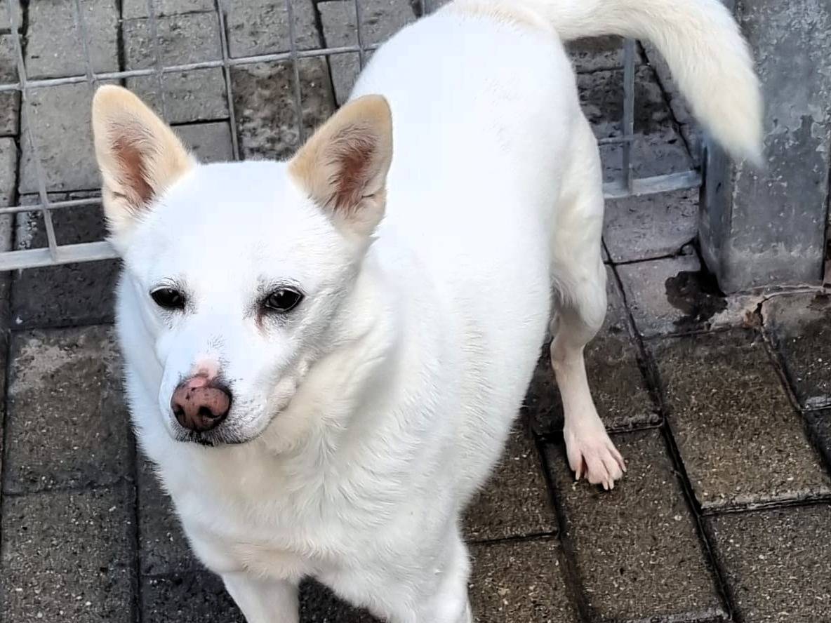 Adozione cane, maschio, Razza sconosciuta Razza sconosciuta, 13 anni e 2 mesi, taglia media, Milano