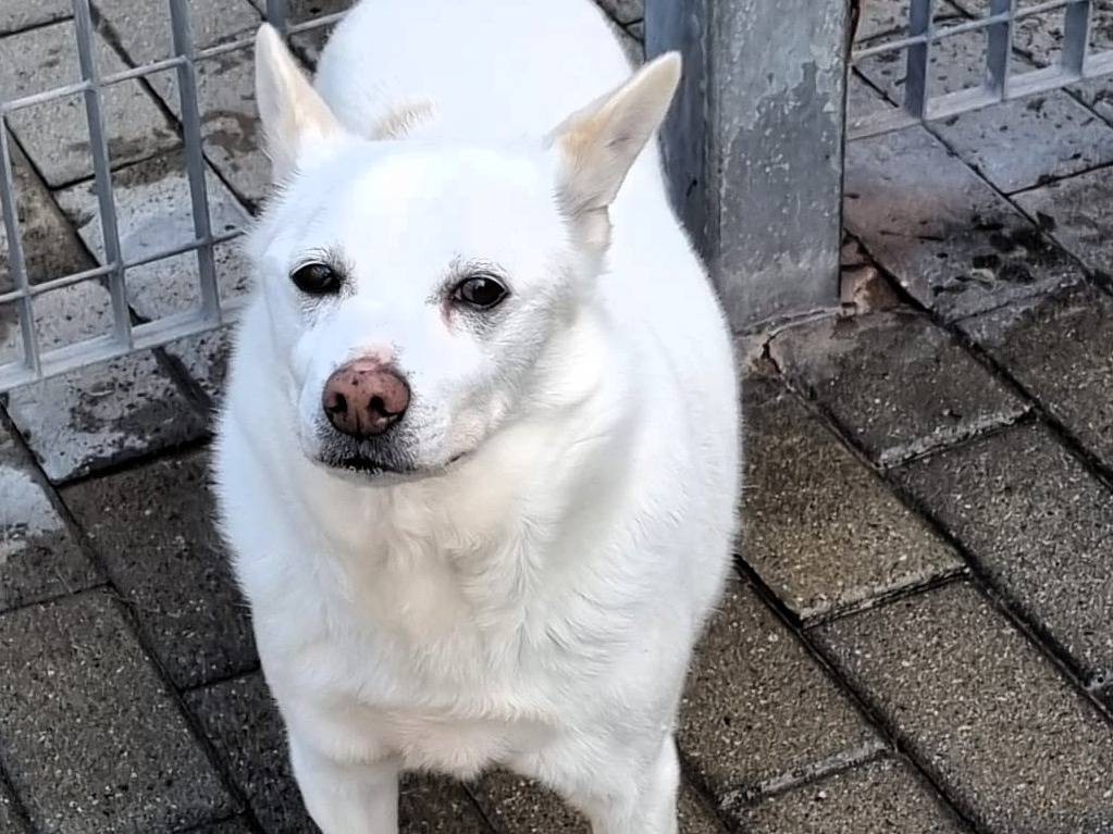 Adotta un cane, maschio, 13 anni e 2 mesi, Milano