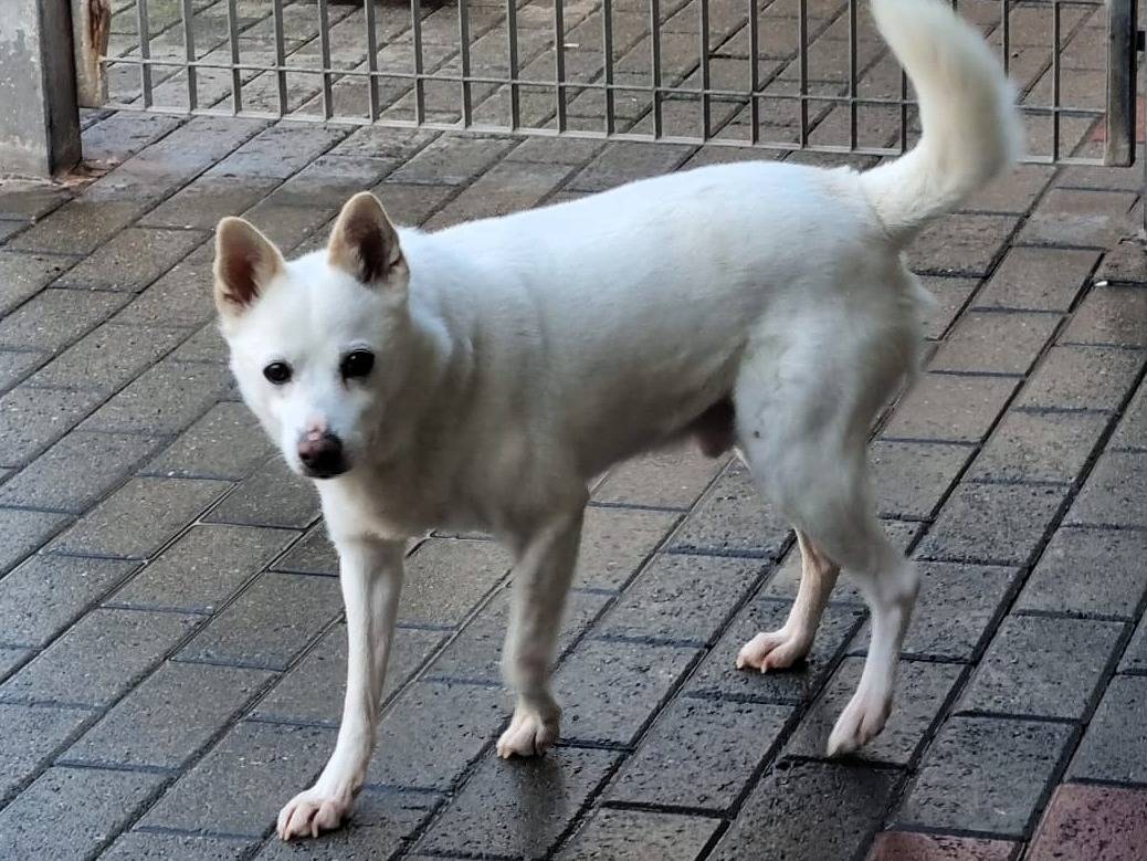 Vuoi adottare un cane a Milano?