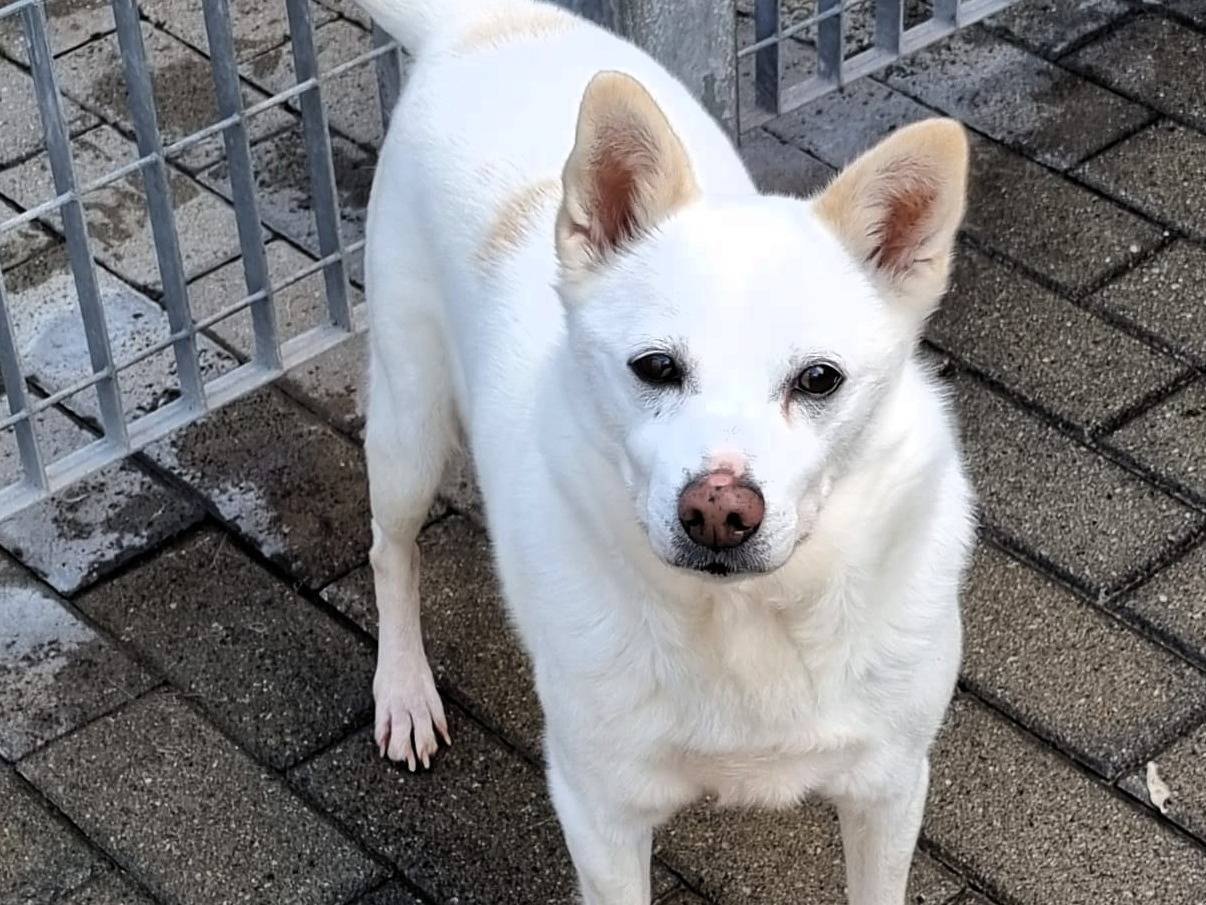 Adotta il cane FOX a Milano