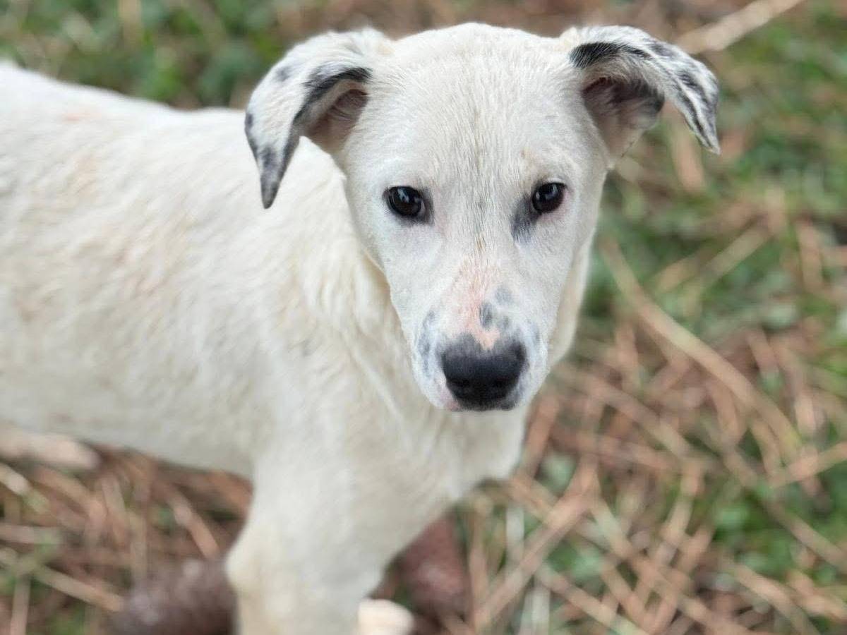 Adozione cane, maschio, Razza sconosciuta Razza sconosciuta, 6 mesi, taglia media contenuta, Vibo